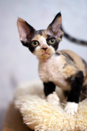Lizzy – Weiblich, Devon Rex