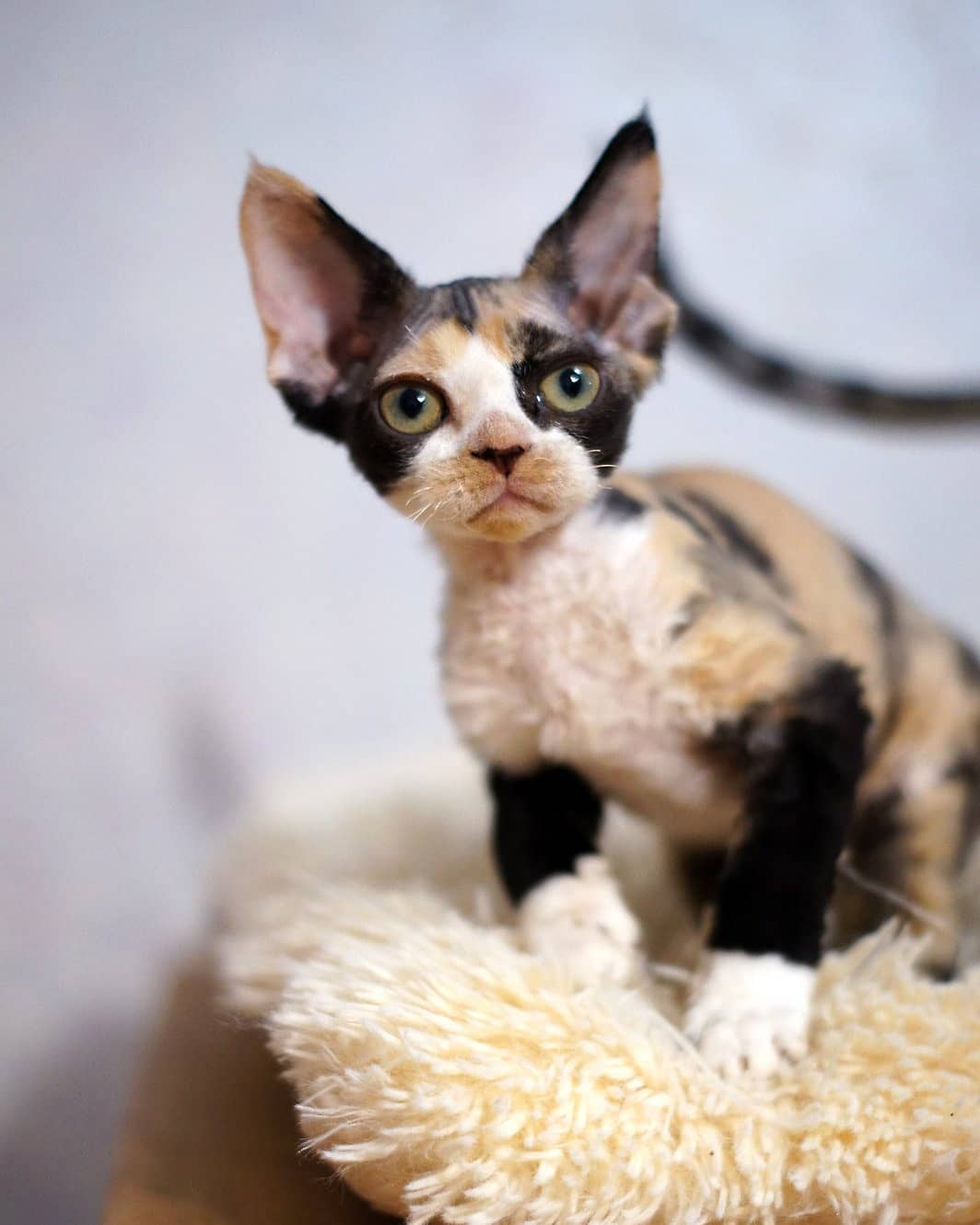 Lizzy – Weiblich, Devon Rex