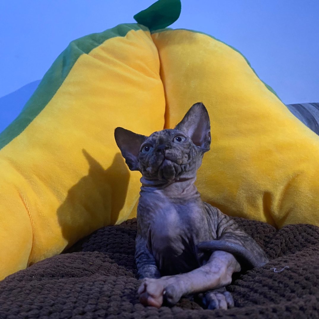 Lilla – Weiblich Sphynx - Image 3