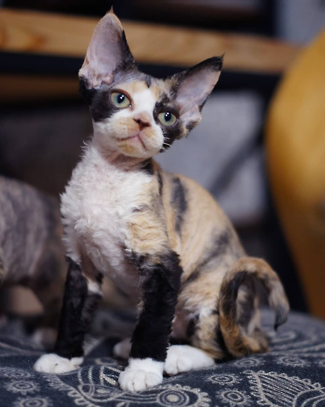 Lizzy – Weiblich, Devon Rex - Image 4