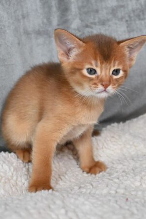 amarilo – männlich · abessinier