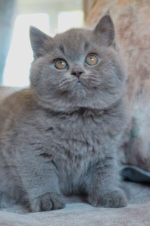 Baloo – Männlich Britisch Kurzhaar