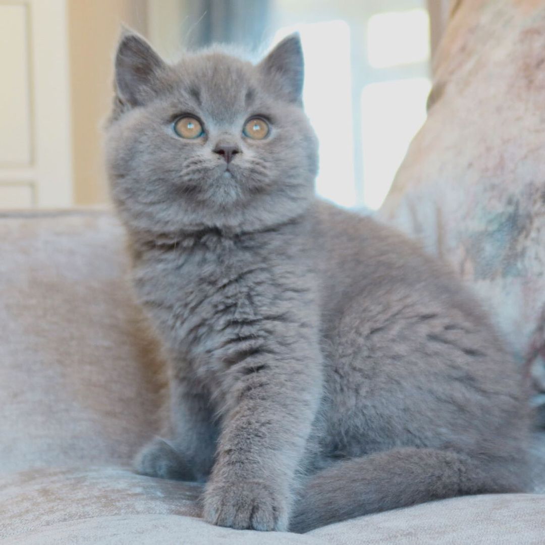 Baloo – Männlich Britisch Kurzhaar - Image 4