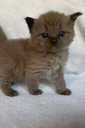 Bear – Männlich Ragdoll