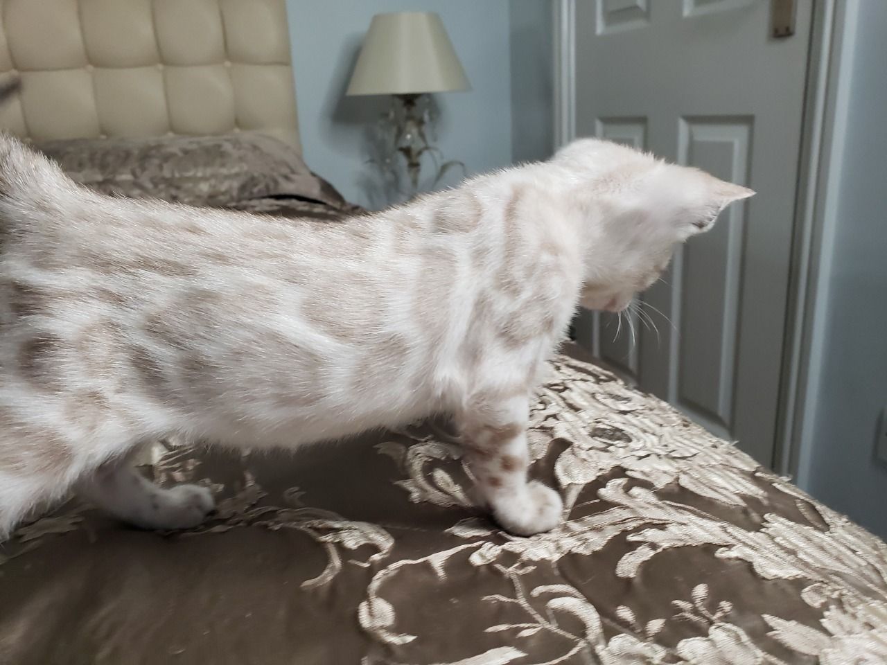 Benzy – Weiblich Bengal - Image 4