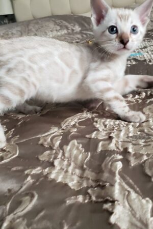 Benzy – Weiblich Bengal