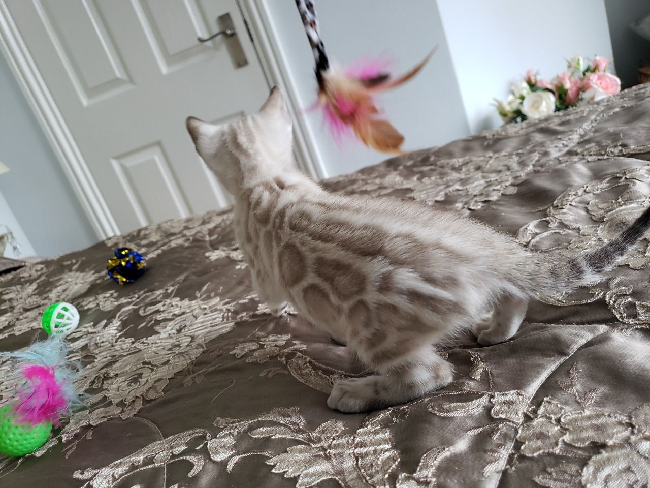 Benzy – Weiblich Bengal - Image 3