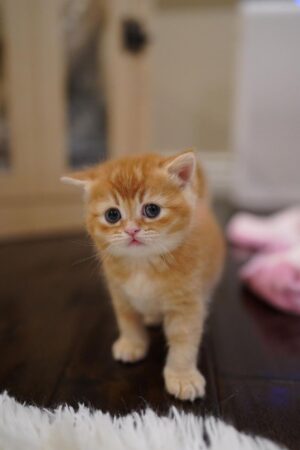 Boo – Weiblich Munchkin