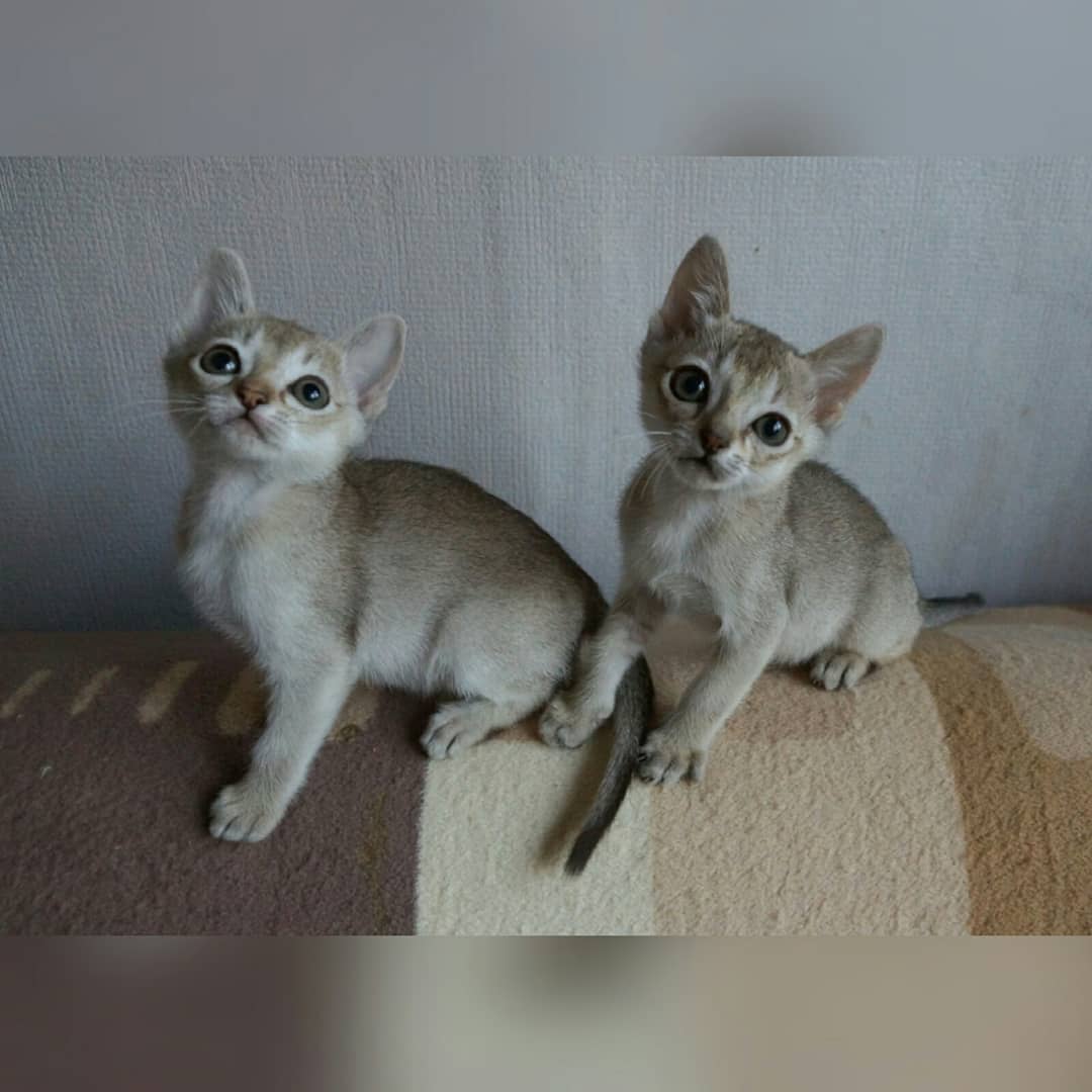 caleb – männliches singapura kätzchen caleb – männliches singapura kätzchen