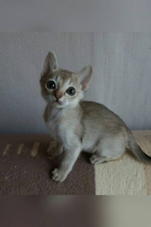 caleb – männliches singapura kätzchen