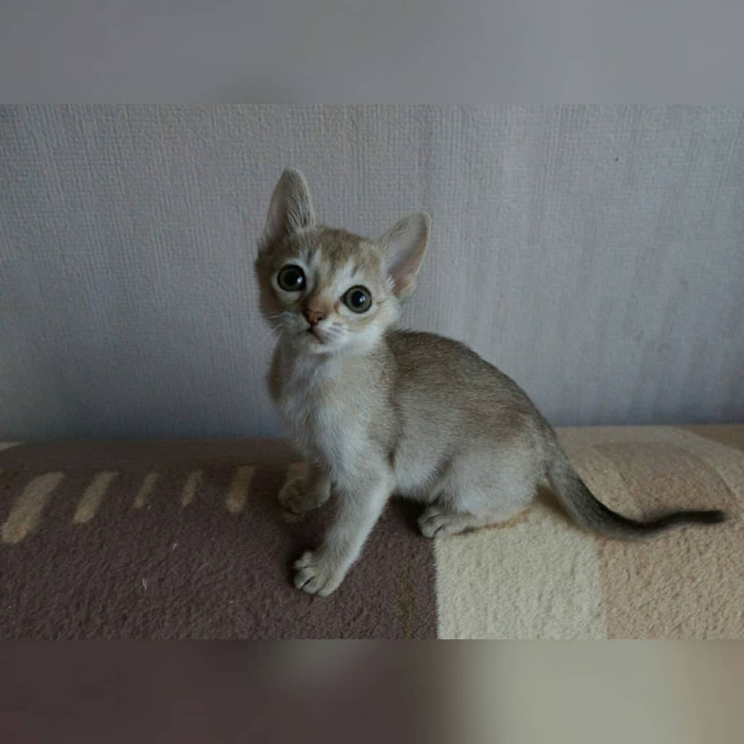 caleb – männliches singapura kätzchen caleb – männliches singapura kätzchen