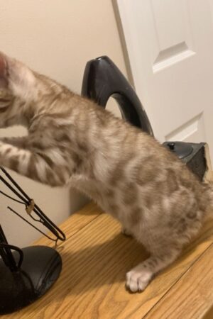 Carla – Weiblich Bengal