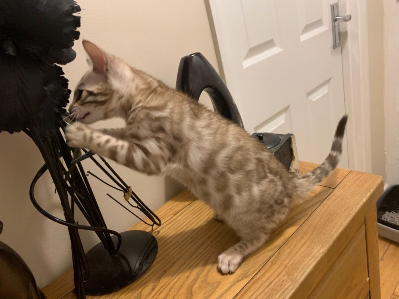 Carla – Weiblich Bengal