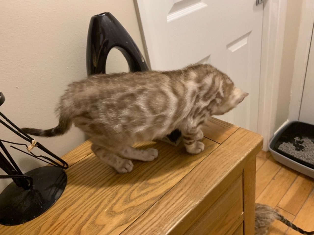 Carla – Weiblich Bengal - Image 3