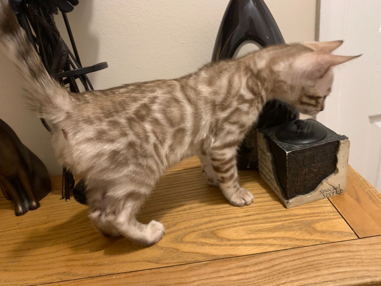 Carla – Weiblich Bengal - Image 4