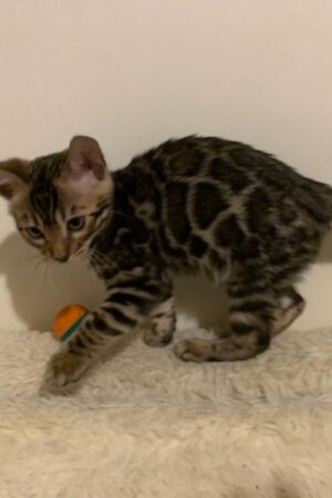 carlos – männlich bengal