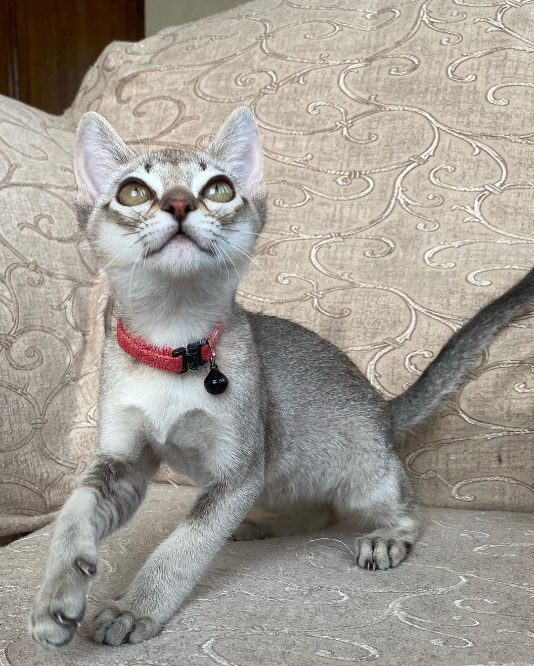 casper – männliches singapura kätzchen casper – männliches singapura kätzchen