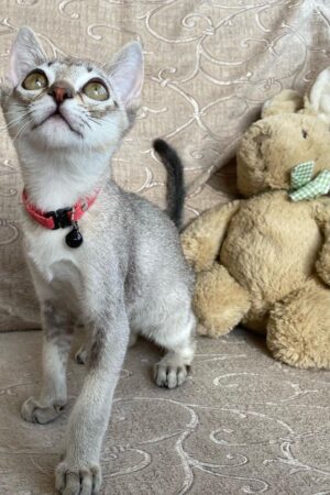 casper – männliches singapura kätzchen