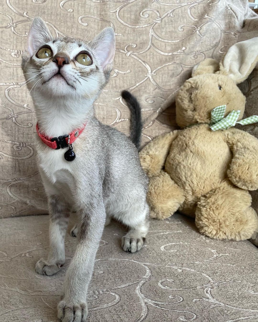 casper – männliches singapura kätzchen casper – männliches singapura kätzchen