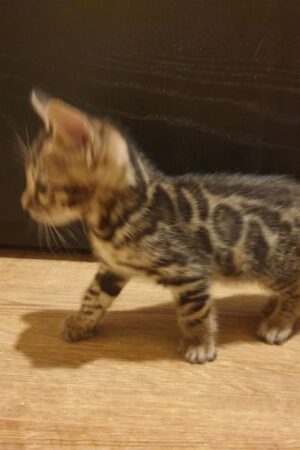 Clio – Weiblich Bengal