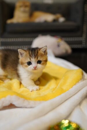 Clyde – Männlich Munchkin