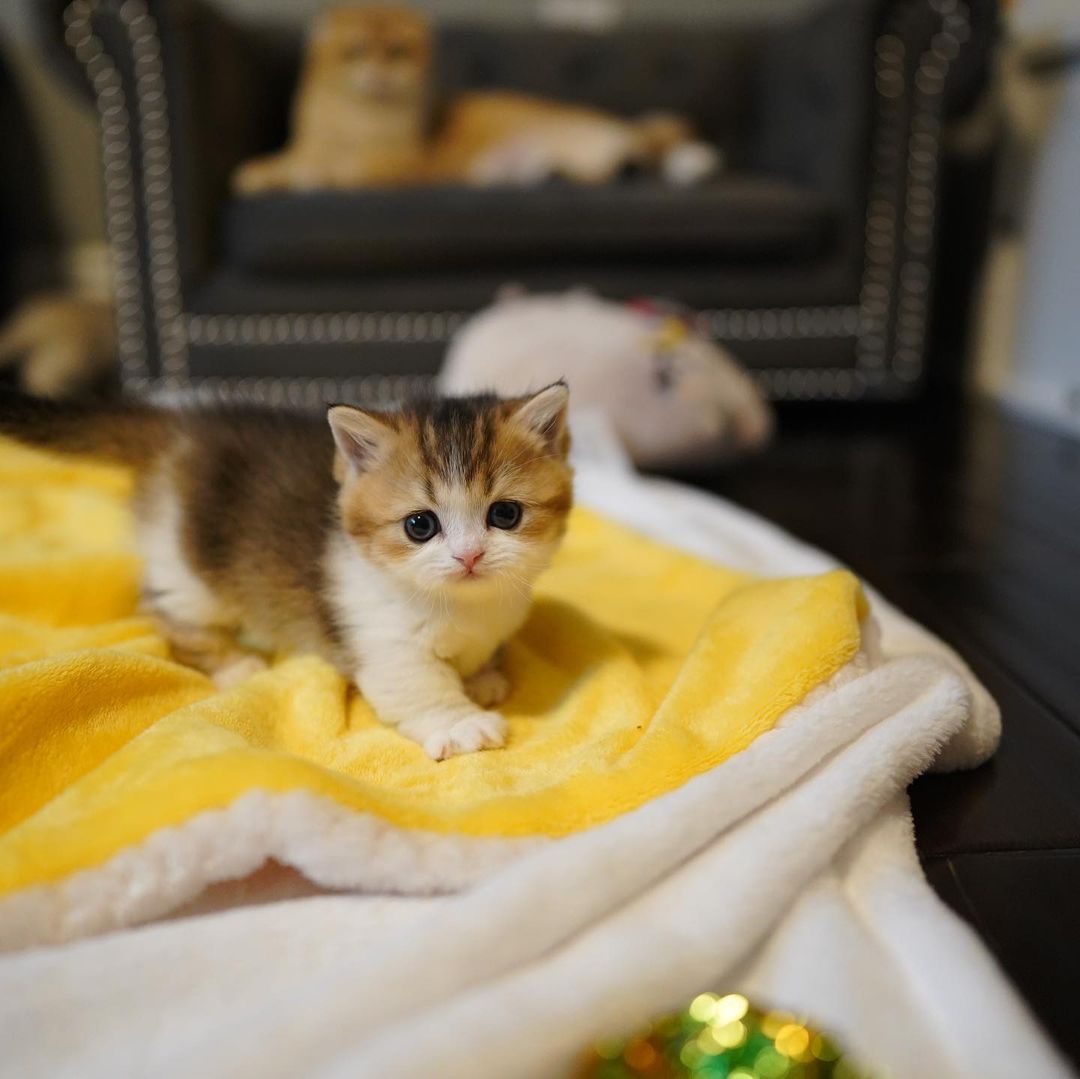 Clyde – Männlich Munchkin