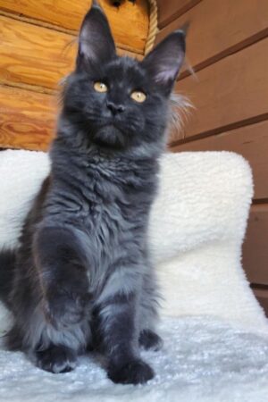 Dineo – Weiblich · Maine Coon