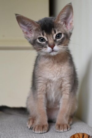 imara – weiblich · abessinier