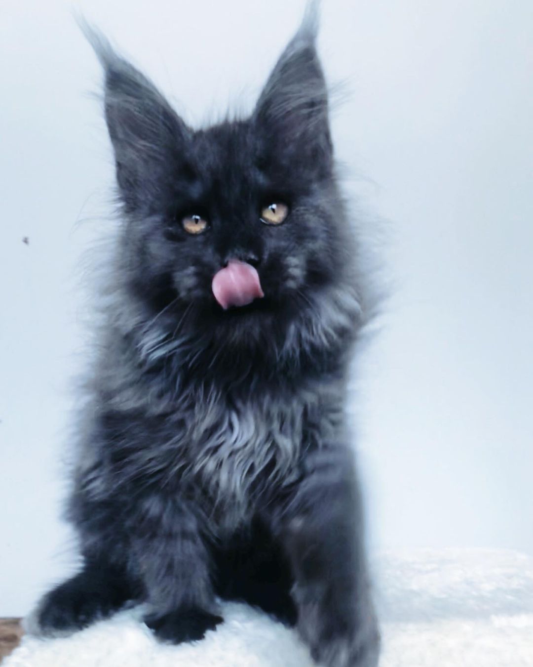 John – Männlich · Maine Coon - Image 2