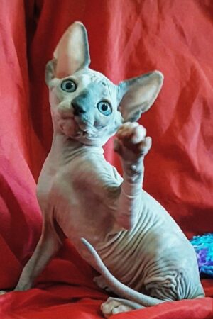 jack – männlich sphynx