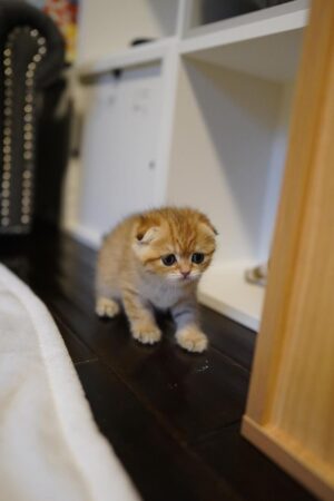 Jackson – Männlich Munchkin