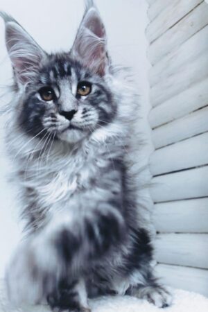 jane – weibliches maine coon kätzchen