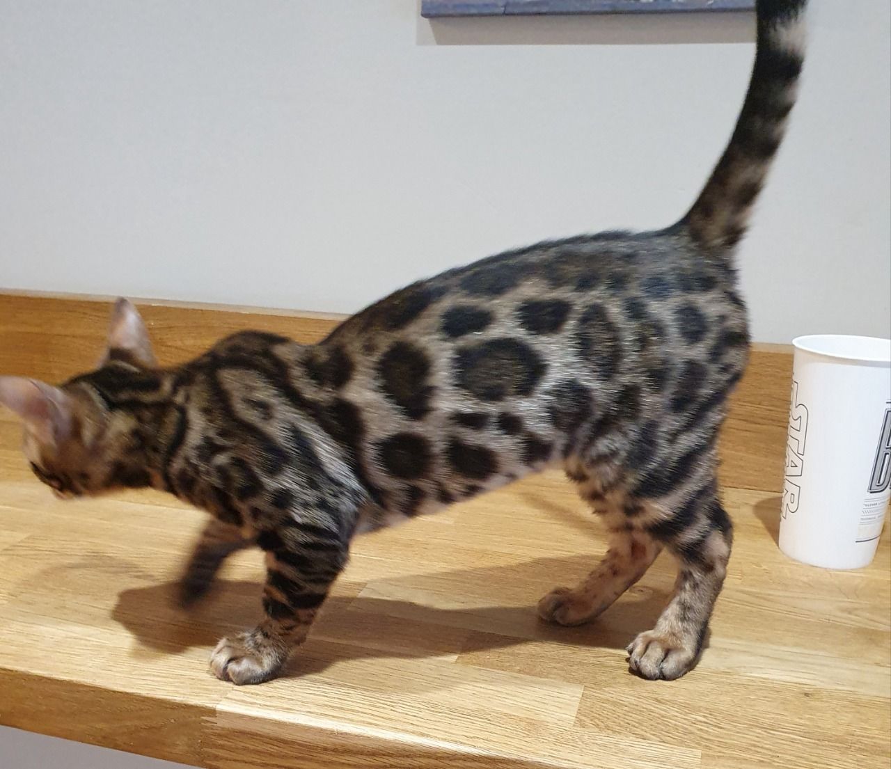 jidor – männlich bengal jidor – männlich bengal