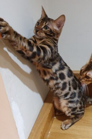 jidor – männlich bengal