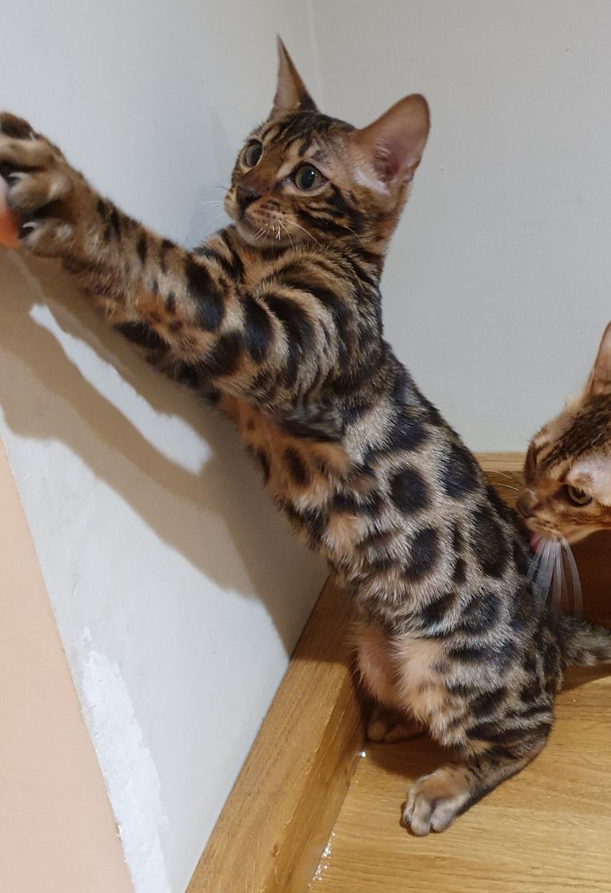 jidor – männlich bengal jidor – männlich bengal