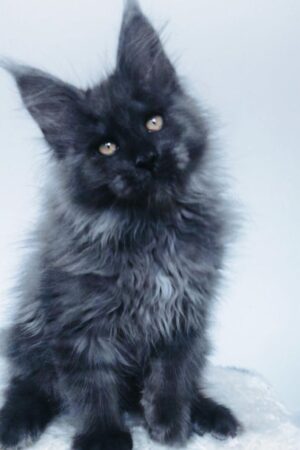 John – Männlich · Maine Coon