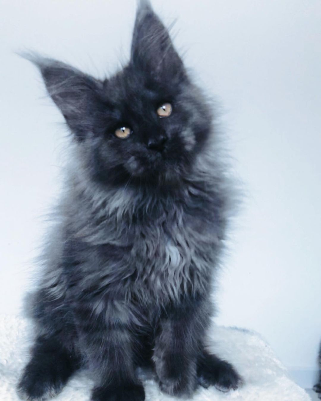 John – Männlich · Maine Coon