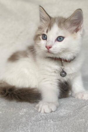 Jon – Männlich Ragdoll