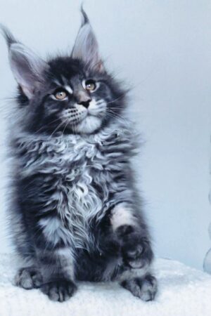 Jordan – Männliches Maine Coon Kätzchen