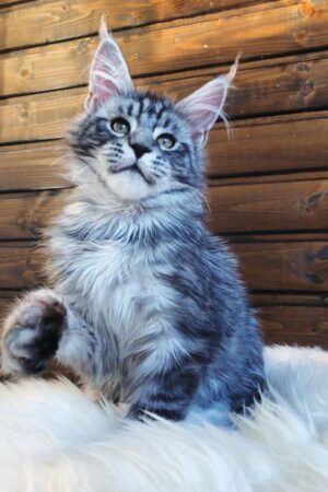 Larry – Männlich · Maine Coon