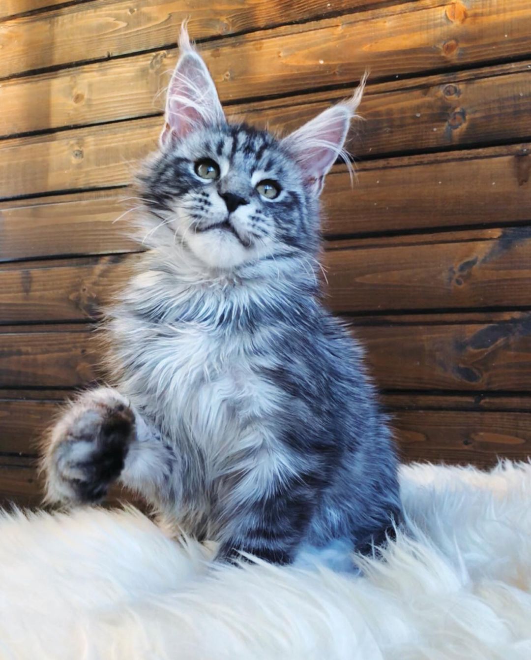 Larry – Männlich · Maine Coon