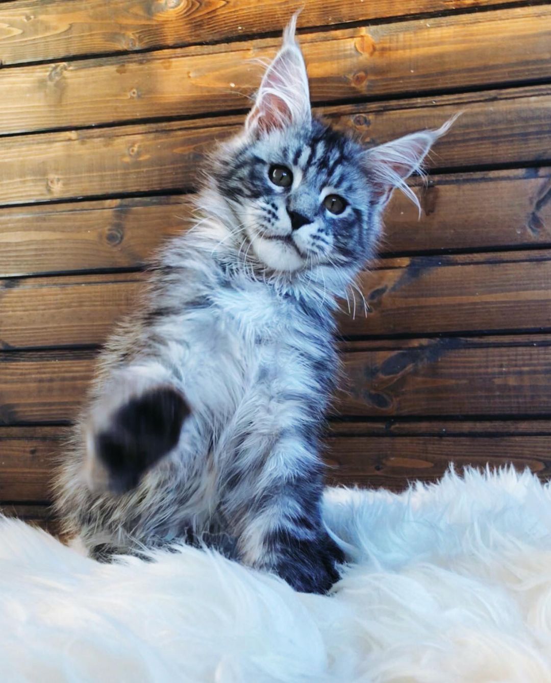 Larry – Männlich · Maine Coon - Image 3