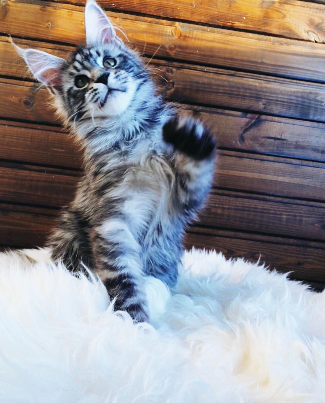 Larry – Männlich · Maine Coon - Image 4