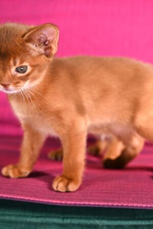 Limo – Männlich · Abessinier