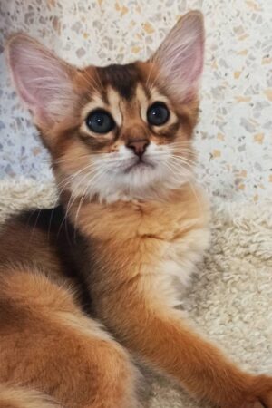 oreo – männliches somali kätzchen