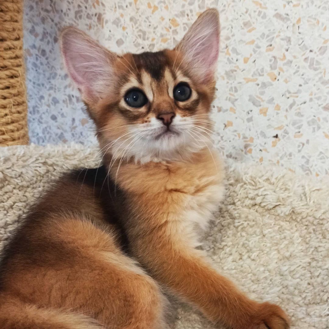 oreo – männliches somali kätzchen oreo – männliches somali kätzchen