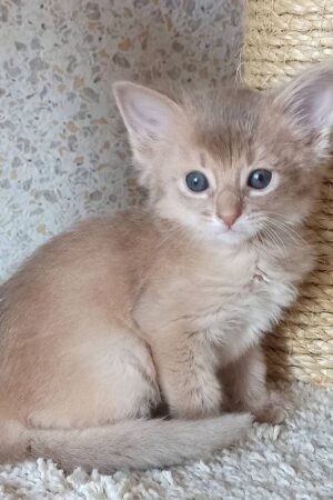 Ollie – Männliches Somali-Kätzchen