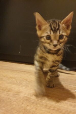 Lio – Männlich Bengal