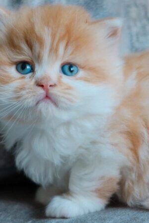 Lio – Männlich · Britisch Kurzhaar