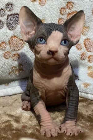 Lizzy – Weiblich Sphynx